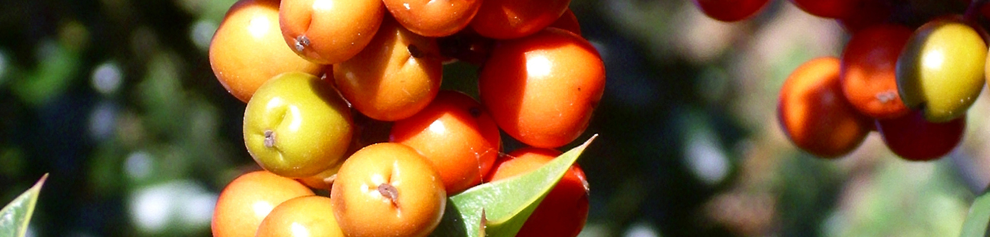 Ilex aquifolium