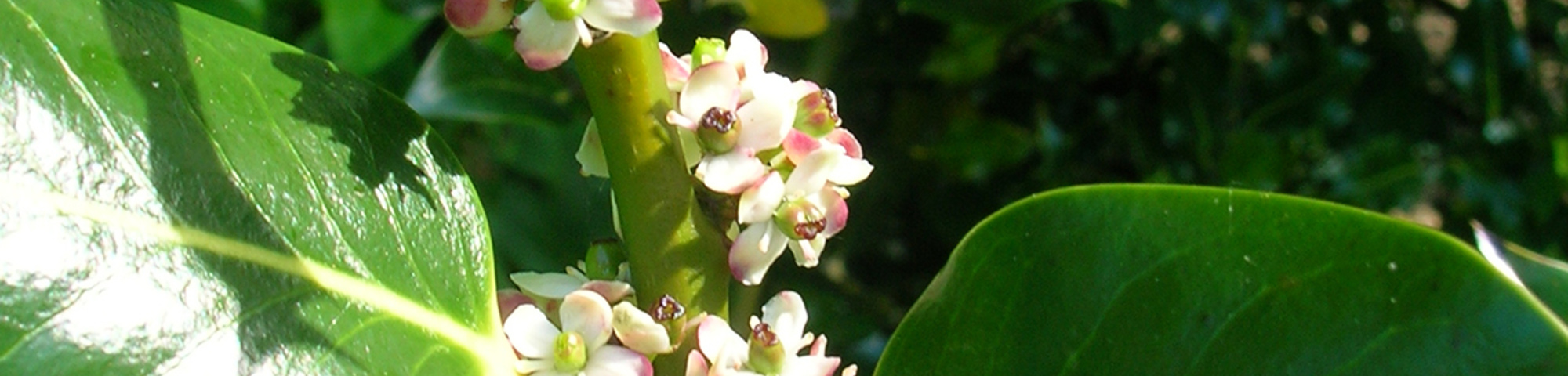 Ilex aquifolium 'J.C. van Tol'