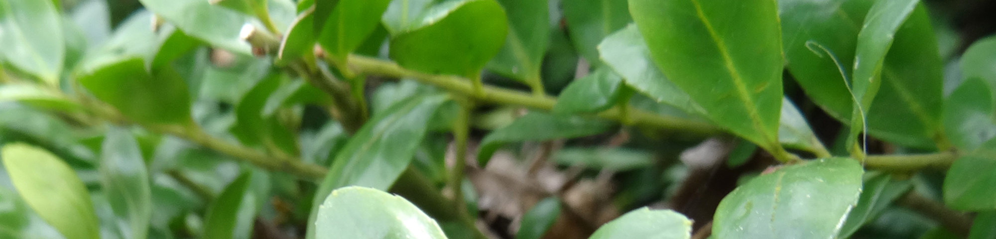 Ilex crenata 'Convexa'