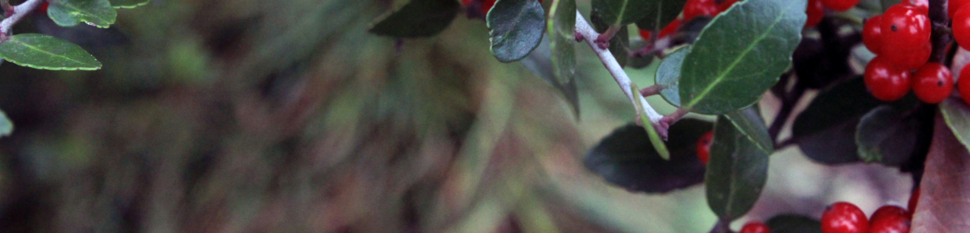 Ilex crenata