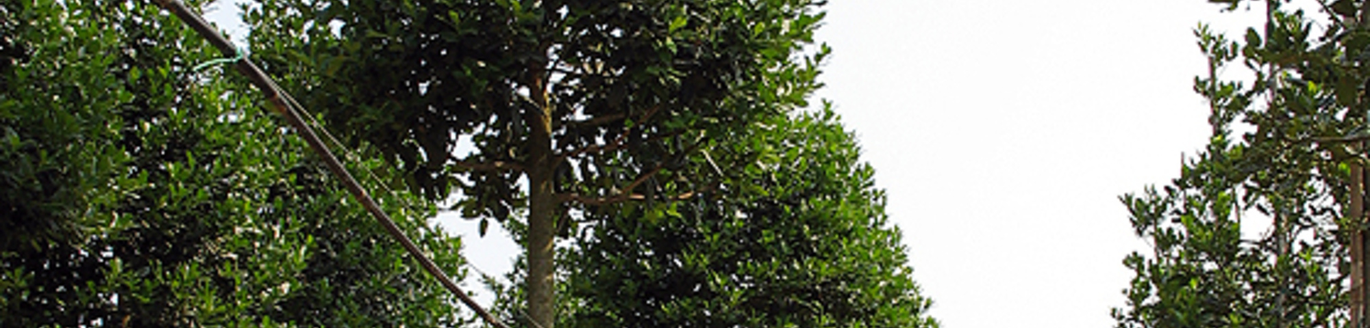 Ilex 'Nellie R. Stevens'