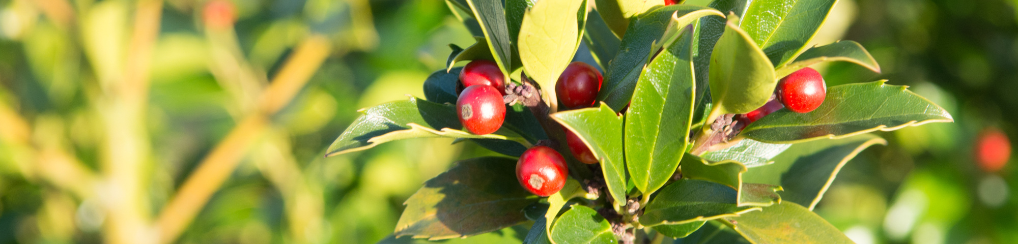 Ilex x meserveae 'Mesid'