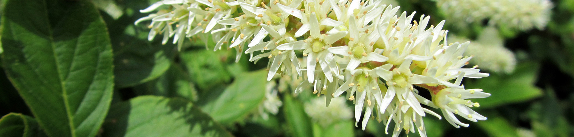 Itea virginica