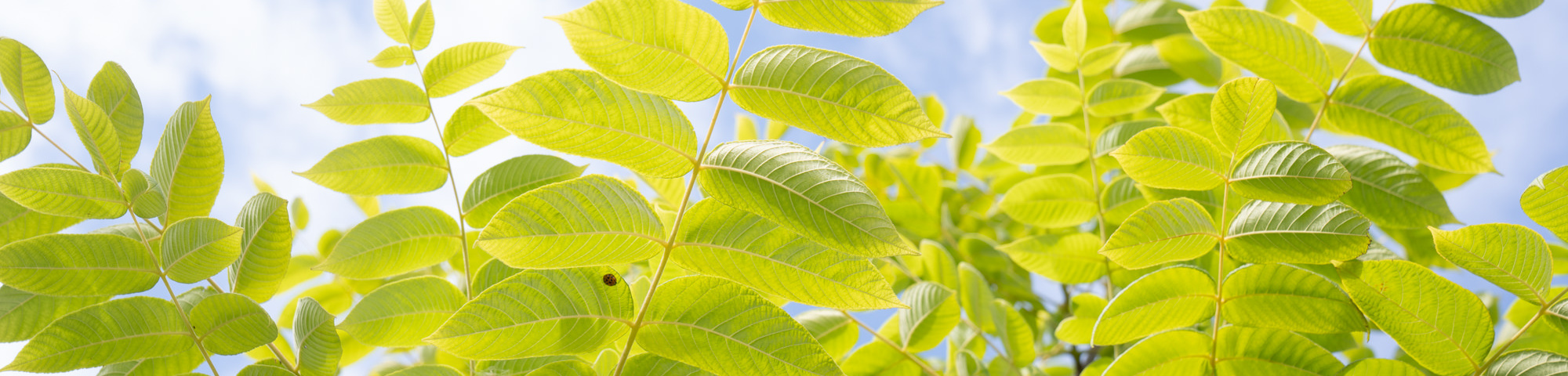 Juglans ailantifolia cordiformis