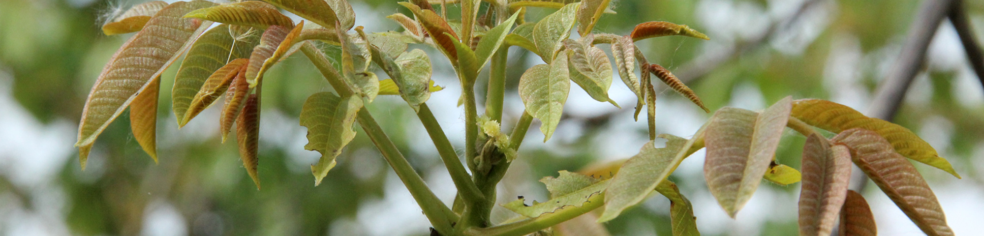 Juglans regia 'Broadview'