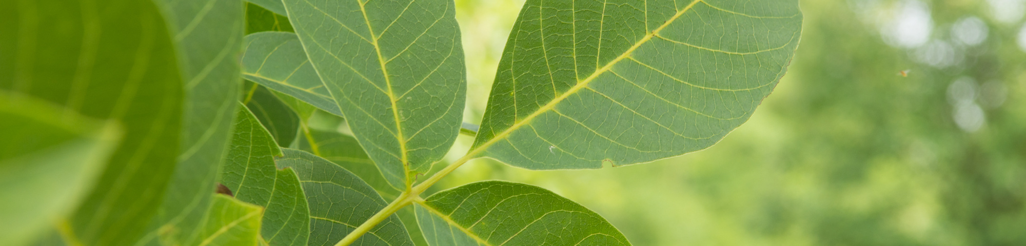 Juglans regia 'Coenen'