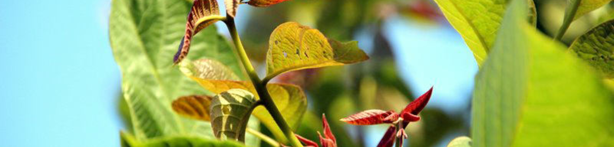 Juglans regia 'Franquette'