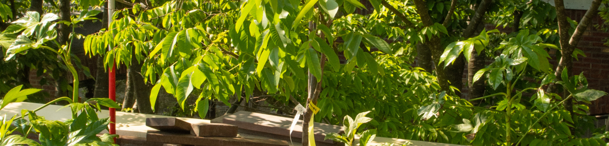 Juglans regia 'Lange van lod'