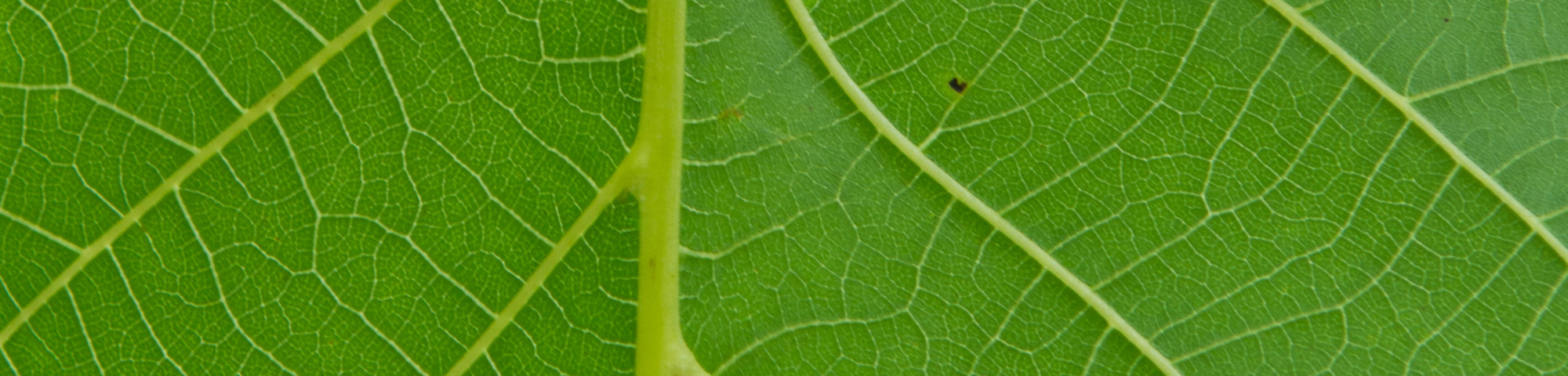 Juglans regia 'Plovdivski'