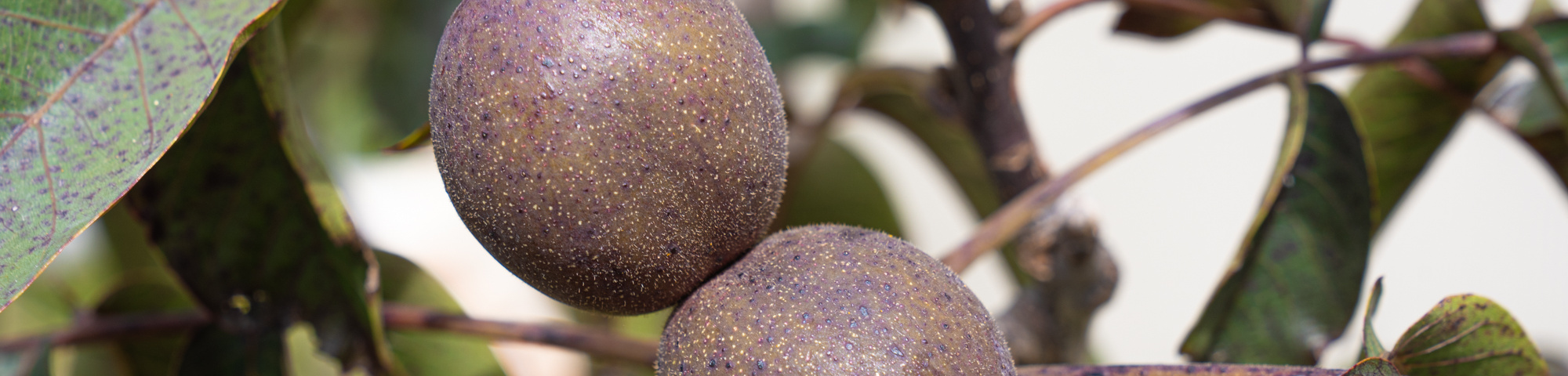 Juglans regia 'Purpurea'