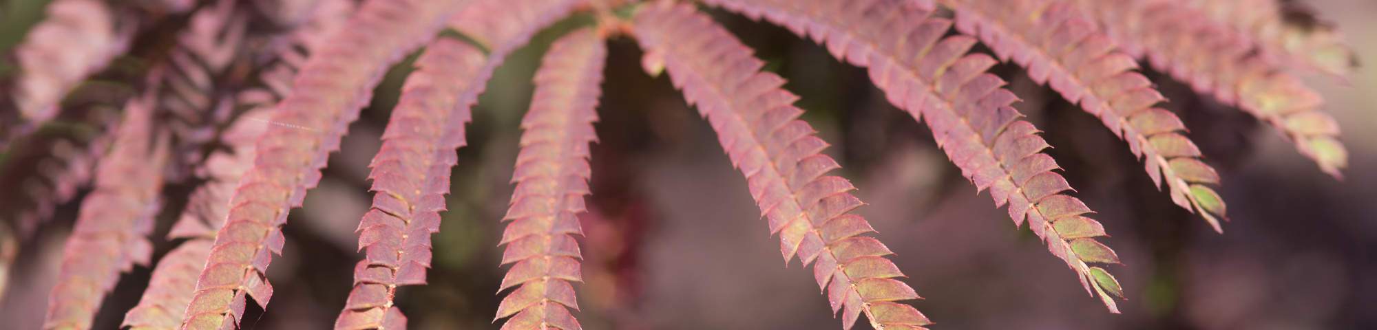 Albizia julibrissin 'Summer Chocolate'