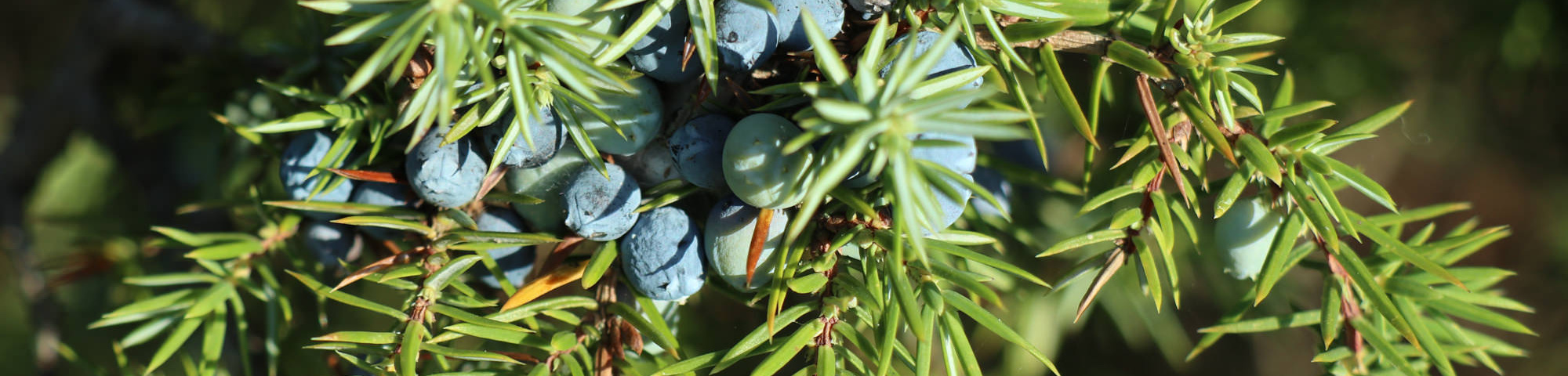 Juniperus communis