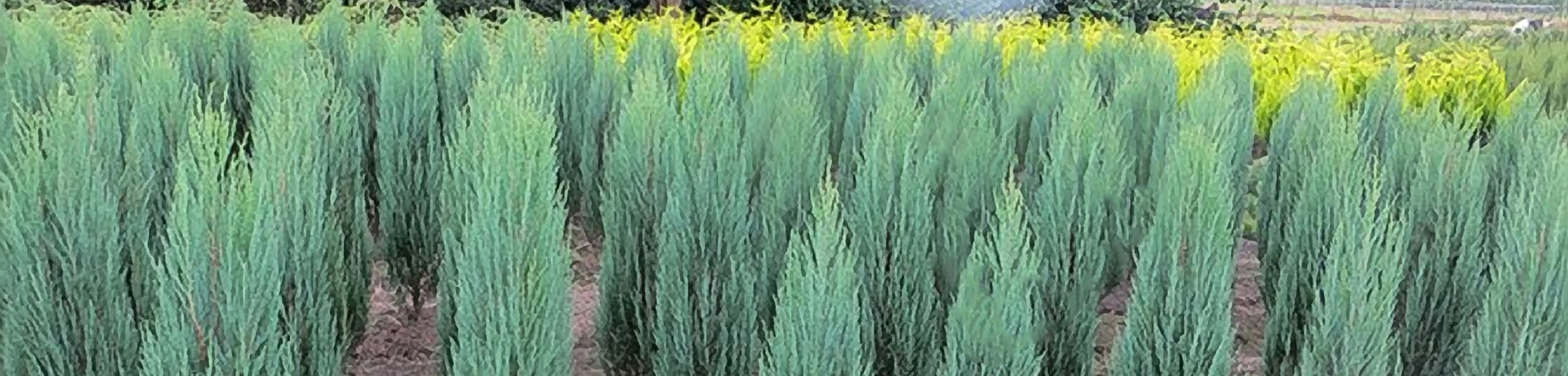 Juniperus scopulorum 'Blue Arrow'