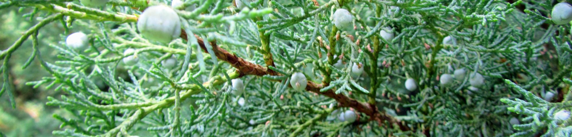 Juniperus virginiana 'Blue Mountain'