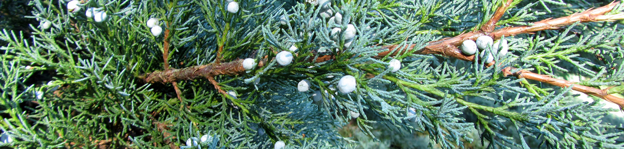 Juniperus virginiana 'Hetz'