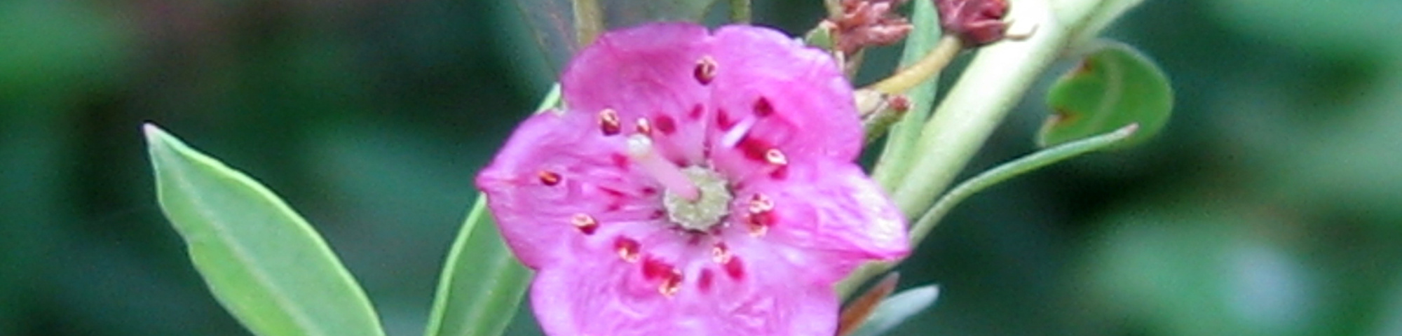 Kalmia angustifolia
