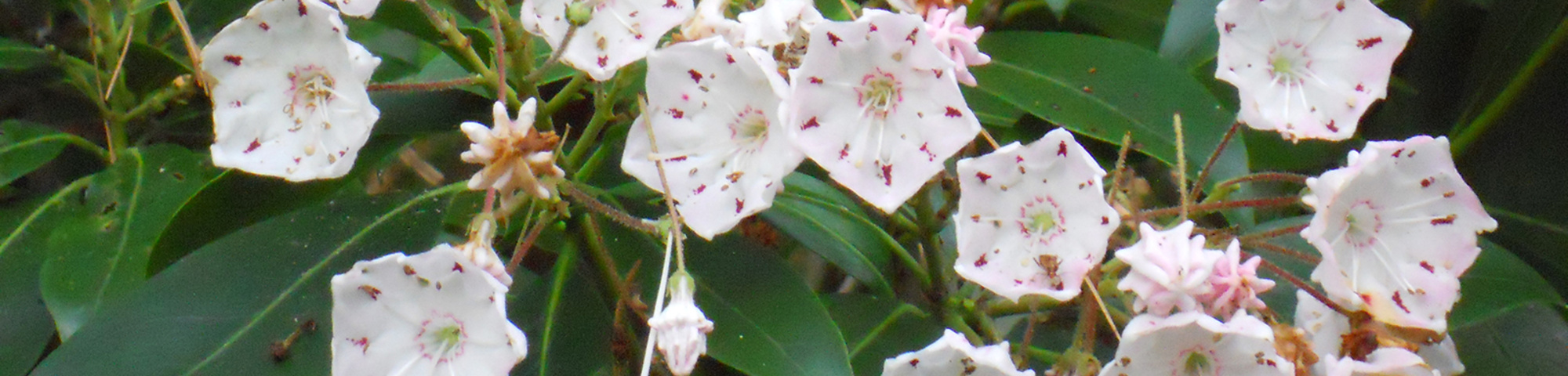 Kalmia latifolia