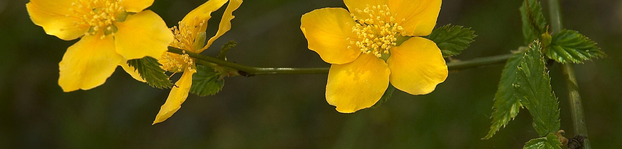 Kerria japonica