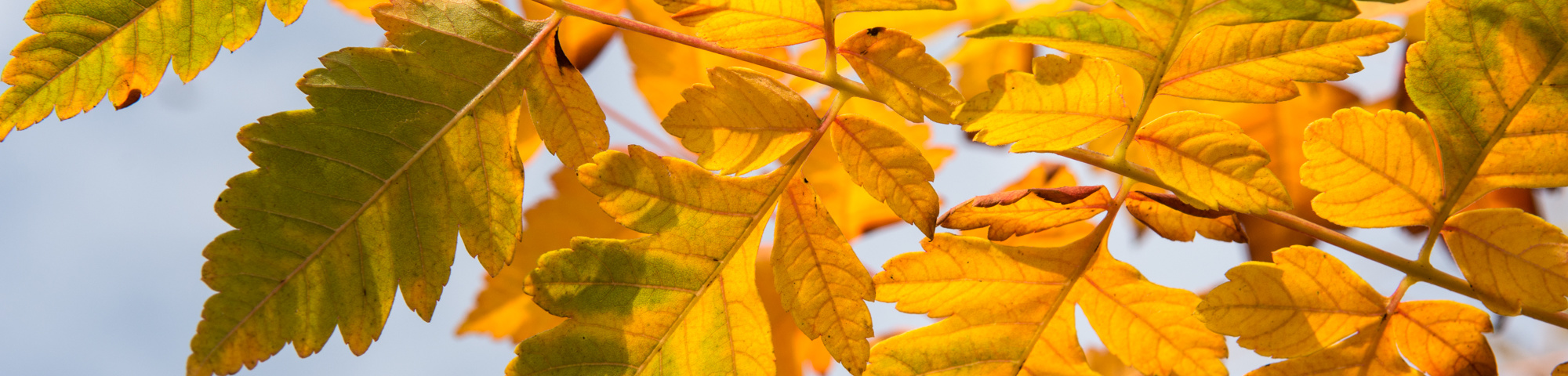 Koelreuteria paniculata