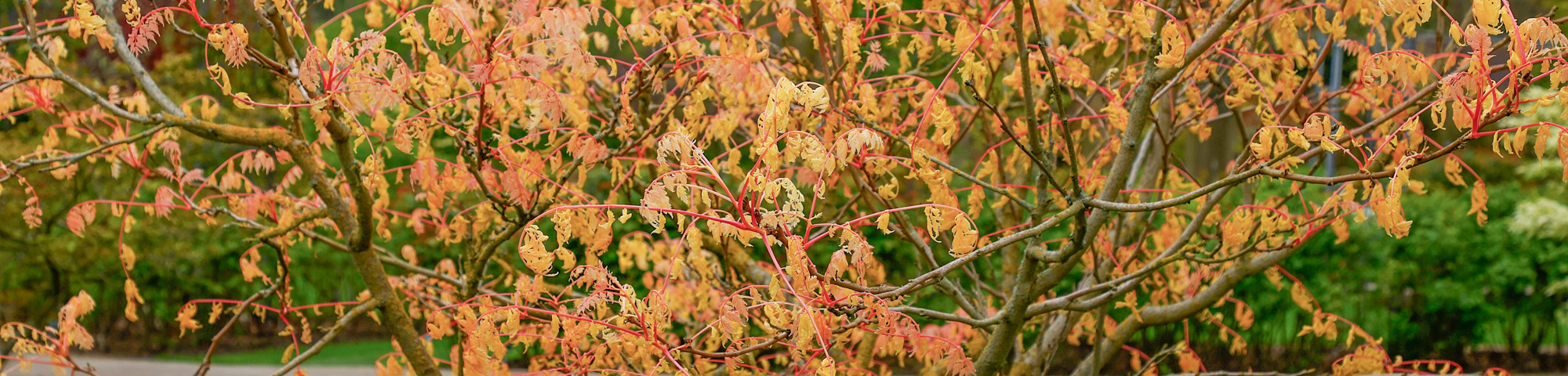 Koelreuteria paniculata 'Coral Sun'