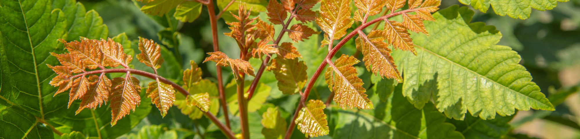 Koelreuteria paniculata 'Fastigiata'