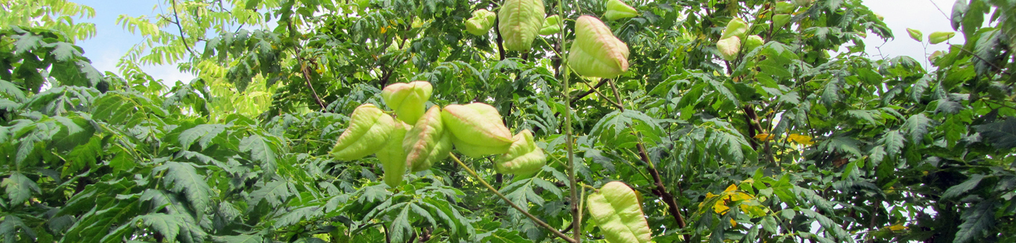 Koelreuteria paniculata 'Rosseels'