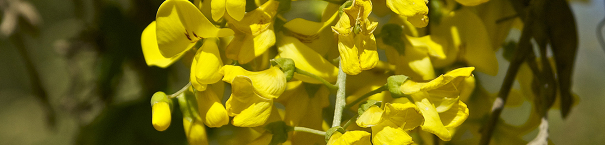 Laburnum anagyroides