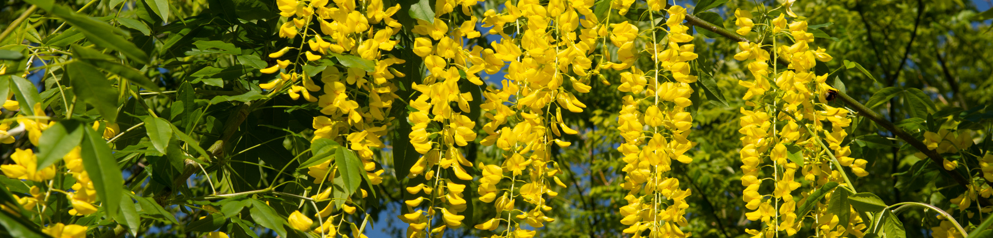 Laburnum x watereri 'Vossii'