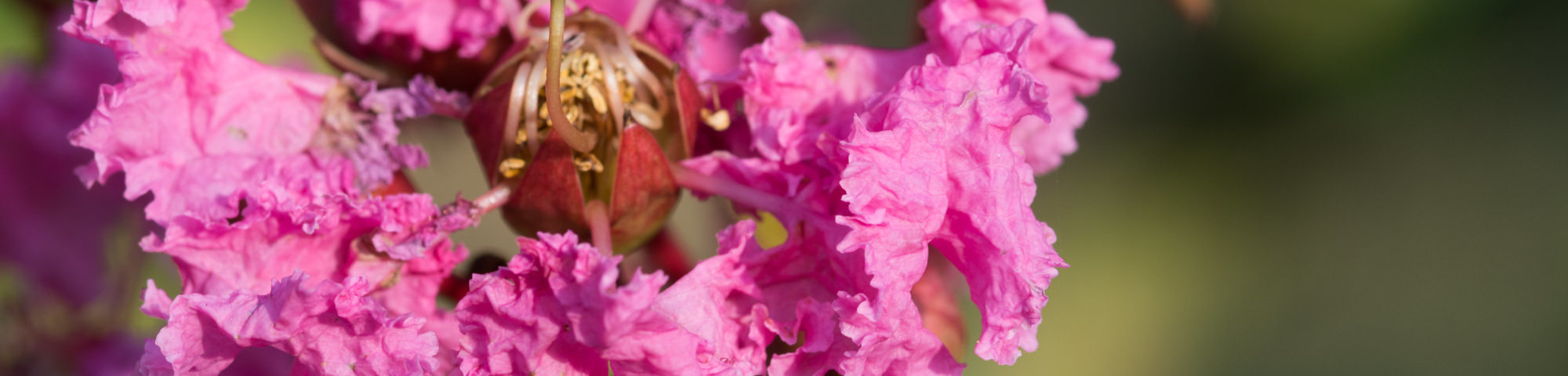Lagerstroemia indica