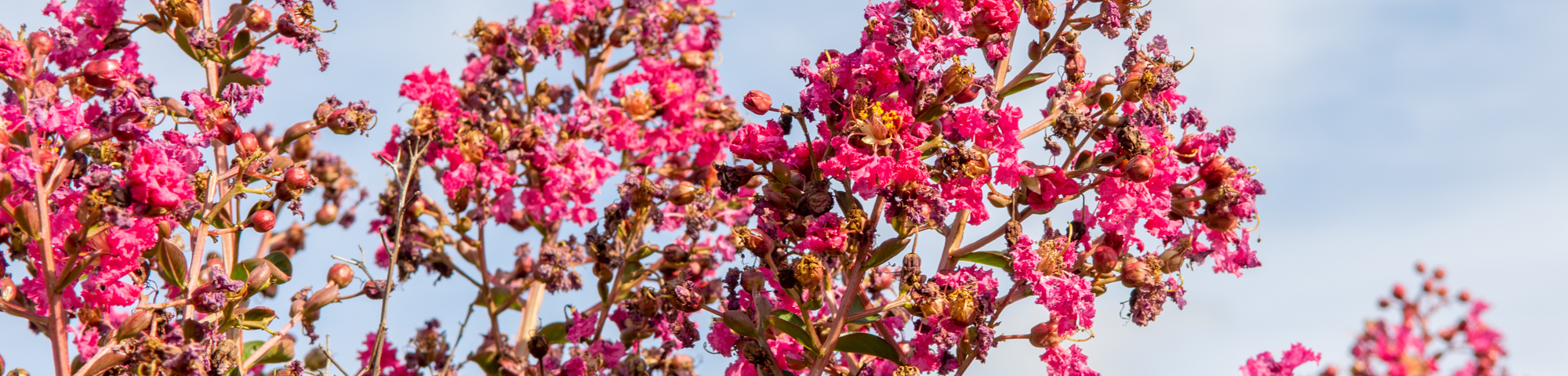 Lagerstroemia indica 'Petite Pink'