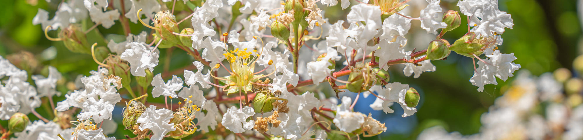 Lagerstroemia 'Natchez'
