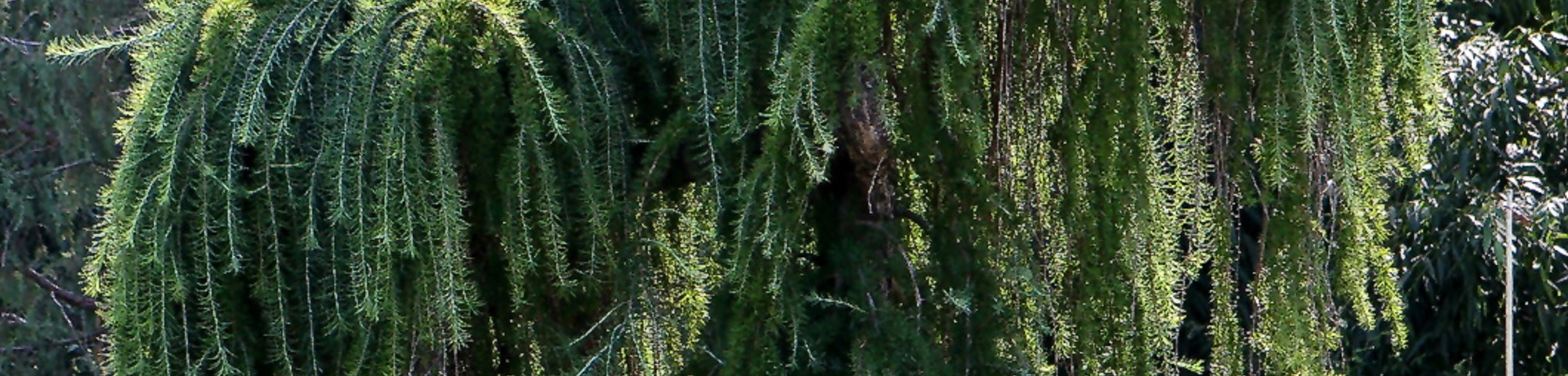 Larix decidua 'Pendula'