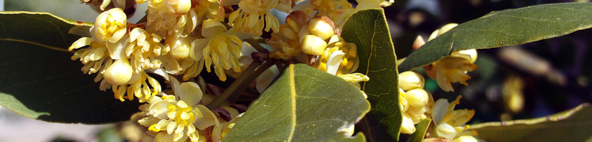 Laurus nobilis