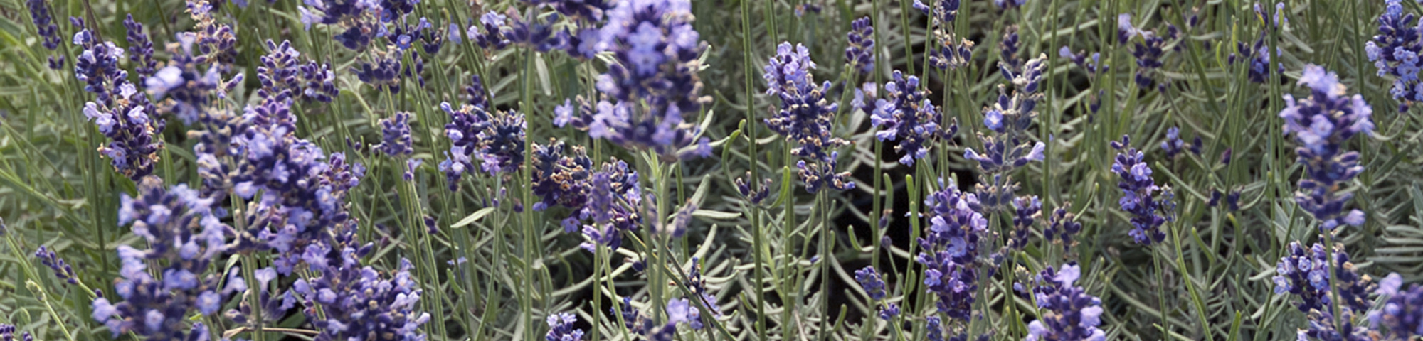 Lavandula angustifolia 'Hidcote'