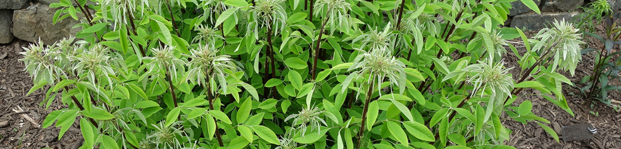Lespedeza thunbergii