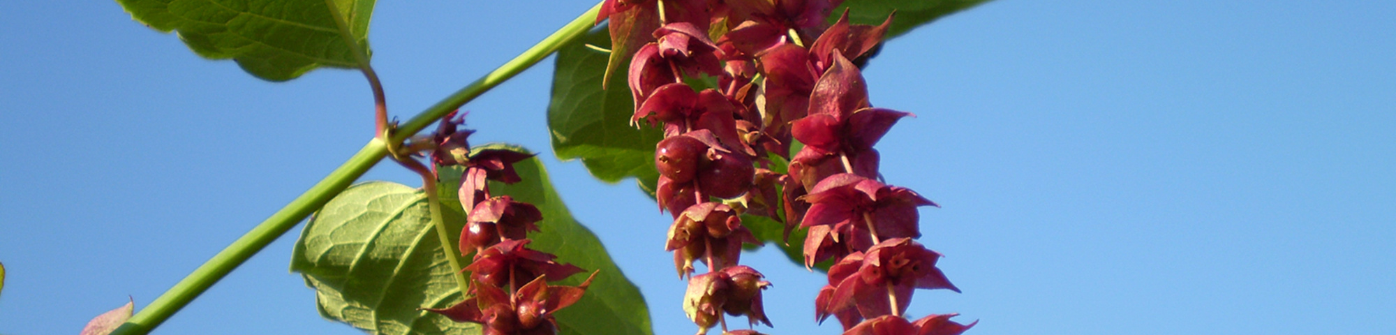 Leycesteria formosa