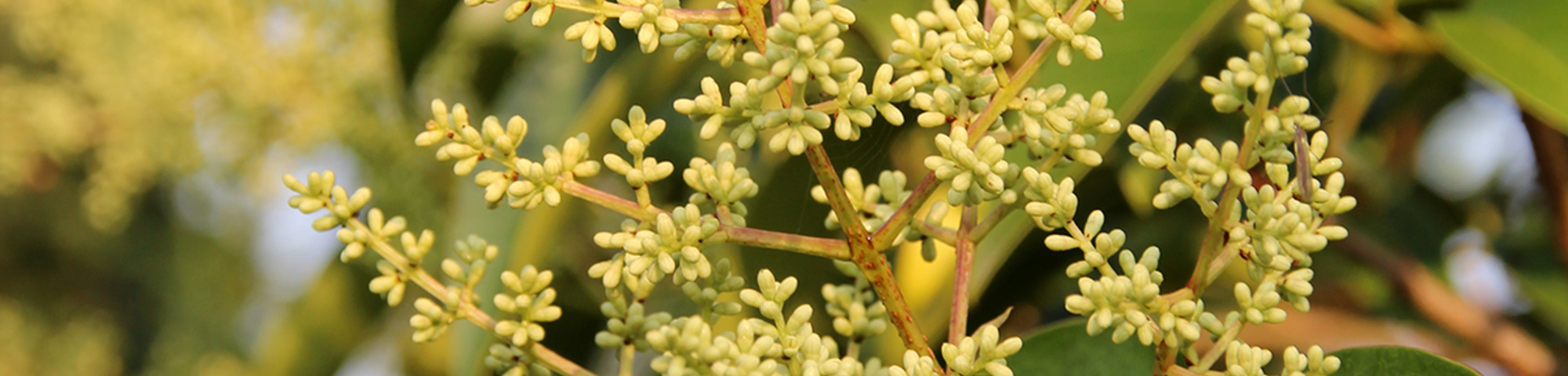 Ligustrum japonicum