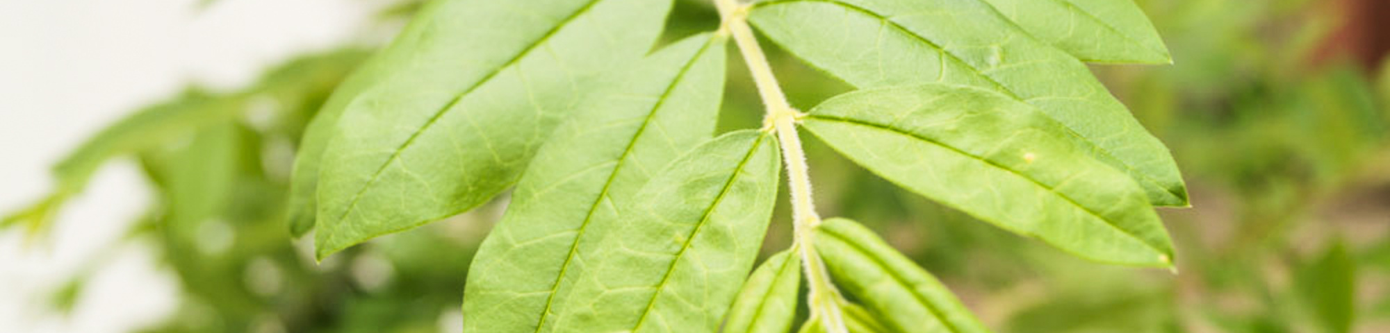 Ligustrum obtusifolium var. regelianum