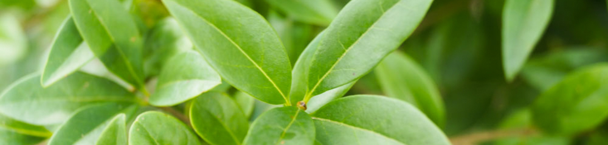 Ligustrum vulgare 'Atrovirens'