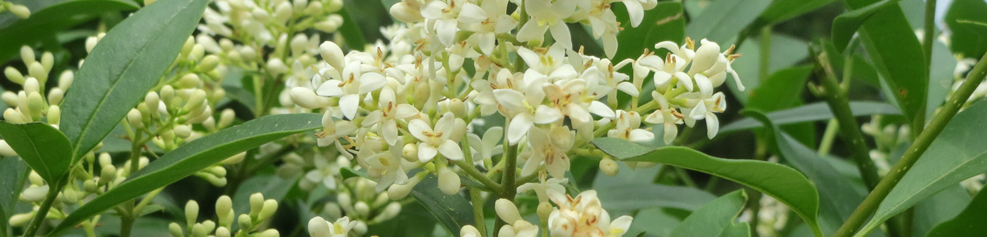 Ligustrum vulgare