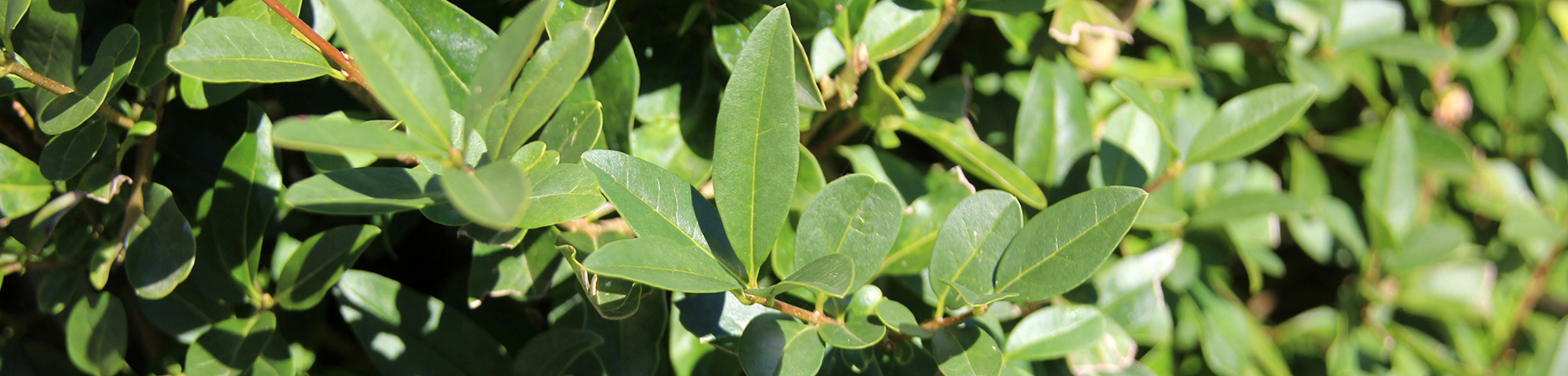 Ligustrum vulgare 'Lodense'