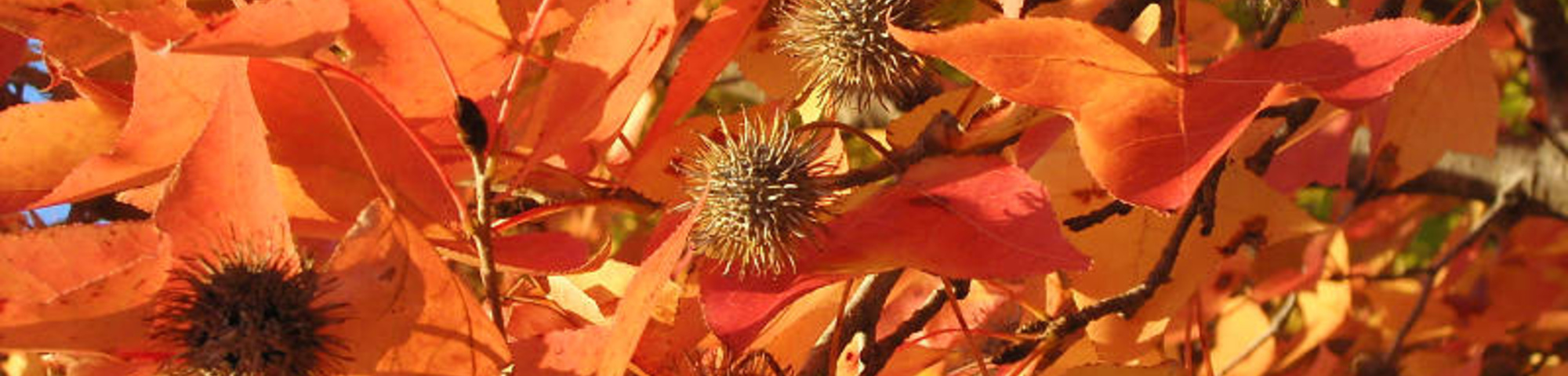 Liquidambar formosana