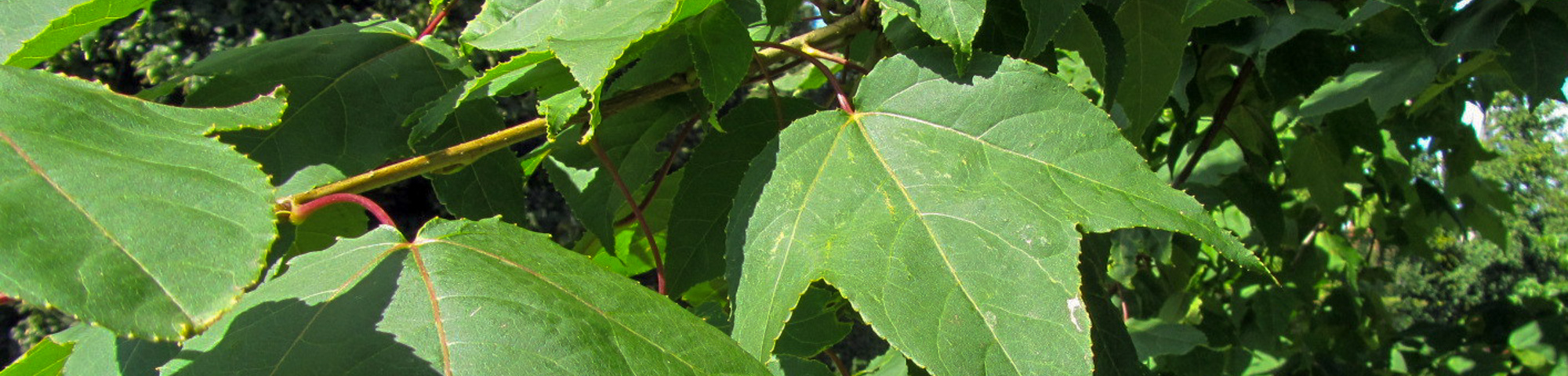 Liquidambar formosana Monticola Group