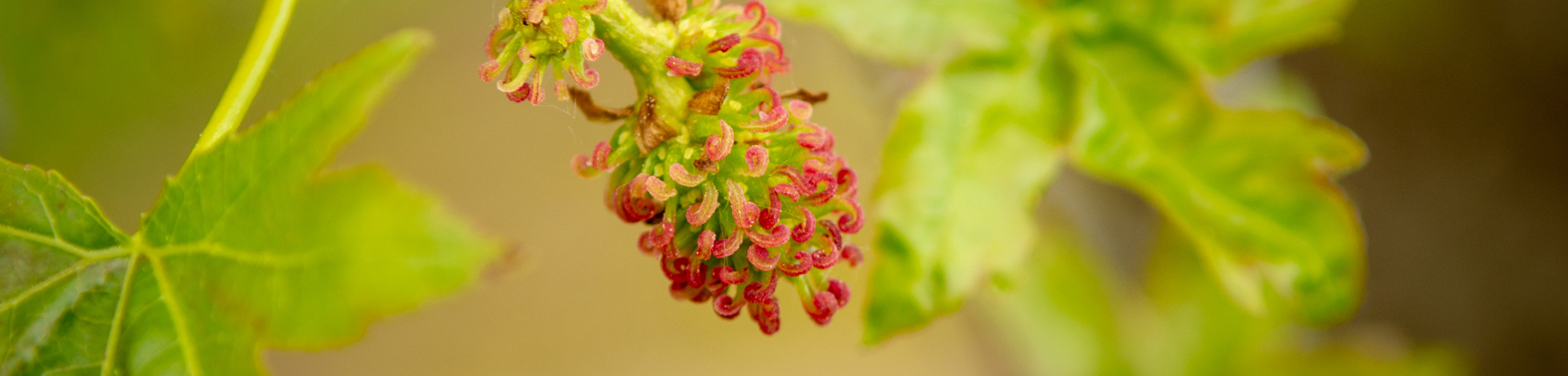 Liquidambar orientalis