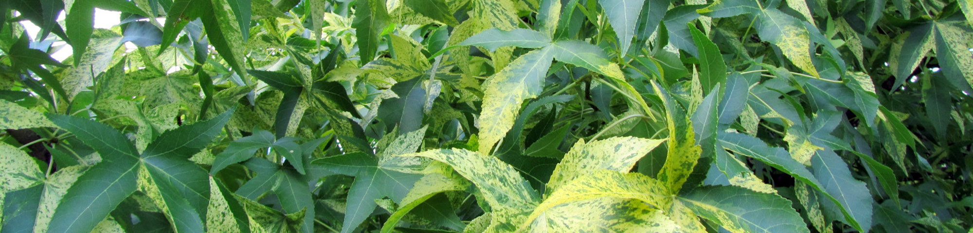 Liquidambar styraciflua 'Aurea'