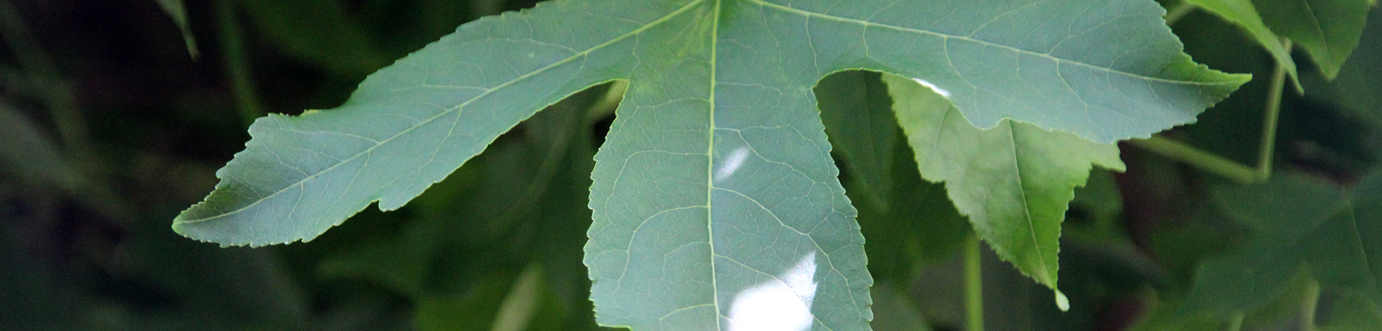 Liquidambar styraciflua 'Gum Ball'