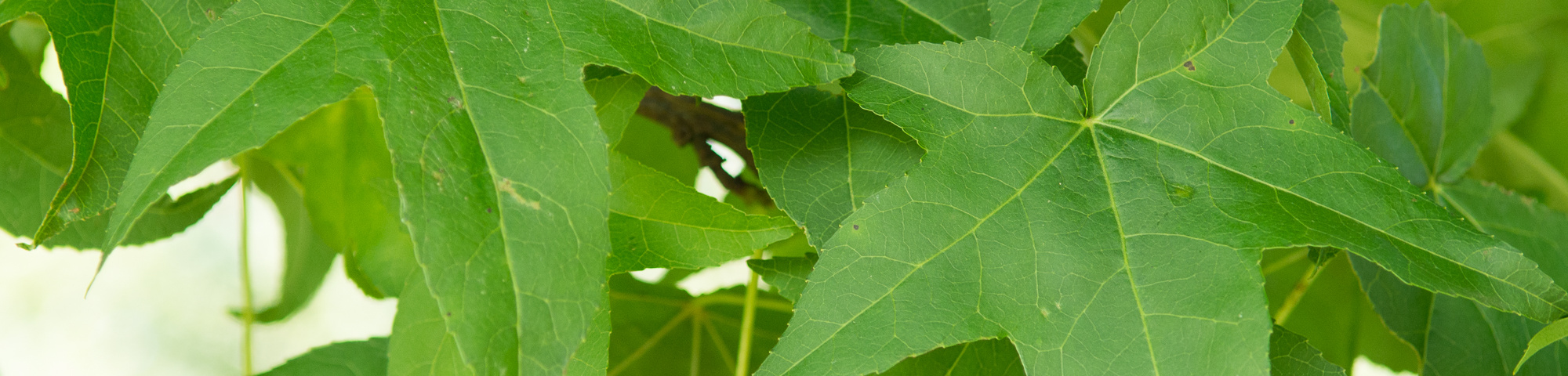 Liquidambar styraciflua 'Lane Roberts'