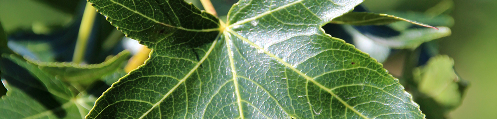 Liquidambar styraciflua 'Moraine'