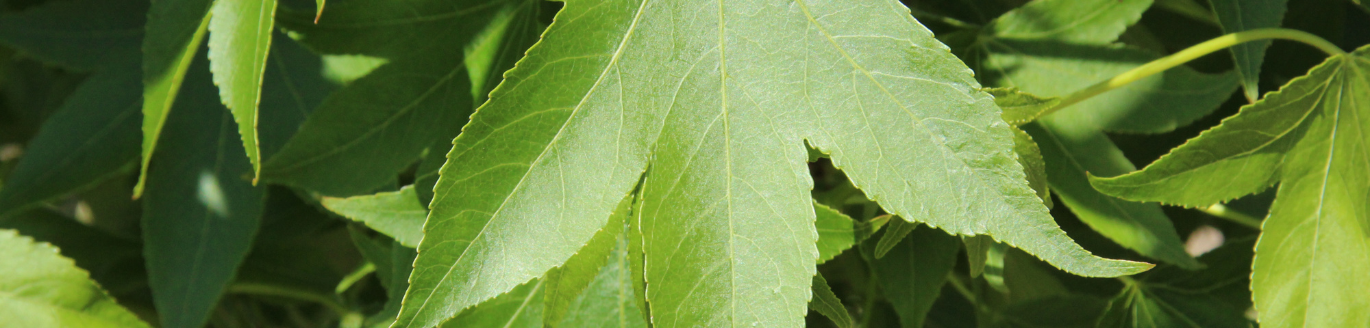 Liquidambar styraciflua 'Paarl'