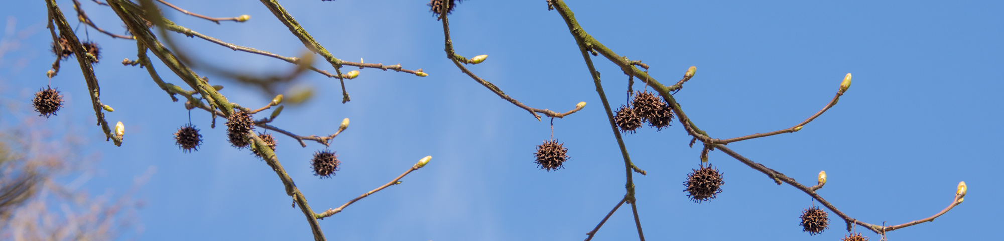 Liquidambar styraciflua 'Palo Alto'